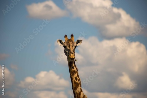 girafe © Laurent