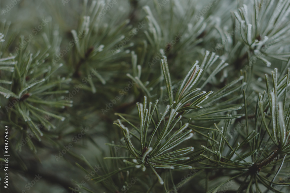 Snow covered pine branches. Winter nature background. Snow covered pine branches. Winter nature background.