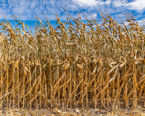 cornfield during harvest season with blue sky and tassels reaching toward white Fototapet