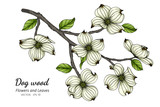 White dogwood flower and leaf drawing illustration with line art on white backgrounds.