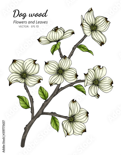 White dogwood flower and leaf drawing illustration with line art on white backgrounds.