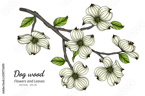 White dogwood flower and leaf drawing illustration with line art on white backgrounds. photo