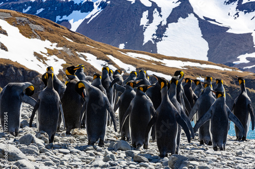 Eselspinguin