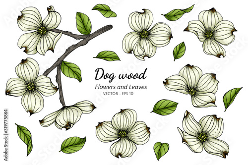 Set of white dogwood flower and leaf drawing illustration with line art on white backgrounds.