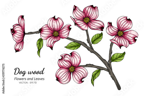 Pink dogwood flower and leaf drawing illustration with line art on white backgrounds.