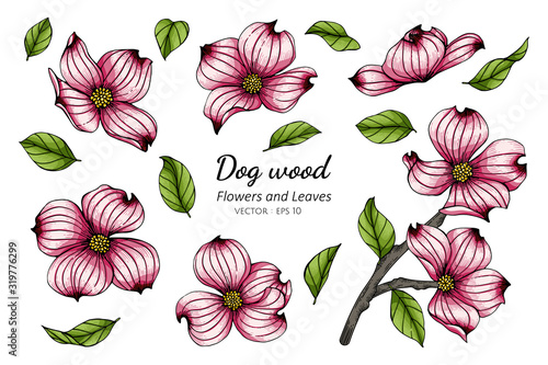 Set of pink dogwood flower and leaf drawing illustration with line art on white backgrounds.