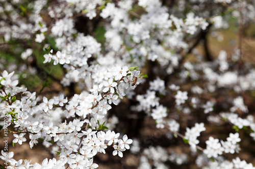 Bee on a blooming apple tree in the garden during spring time