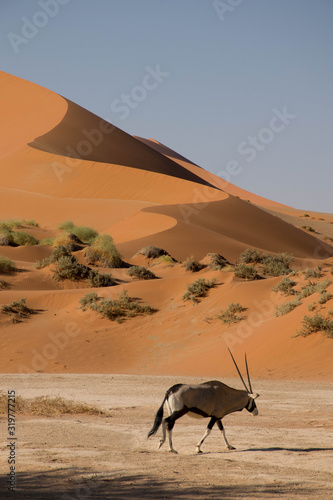 Oryx in front of a dune, in the namib desert in Namibia © Nicole