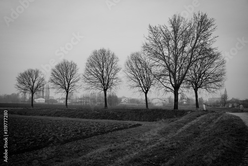 Black and white tree in the northern Italy country