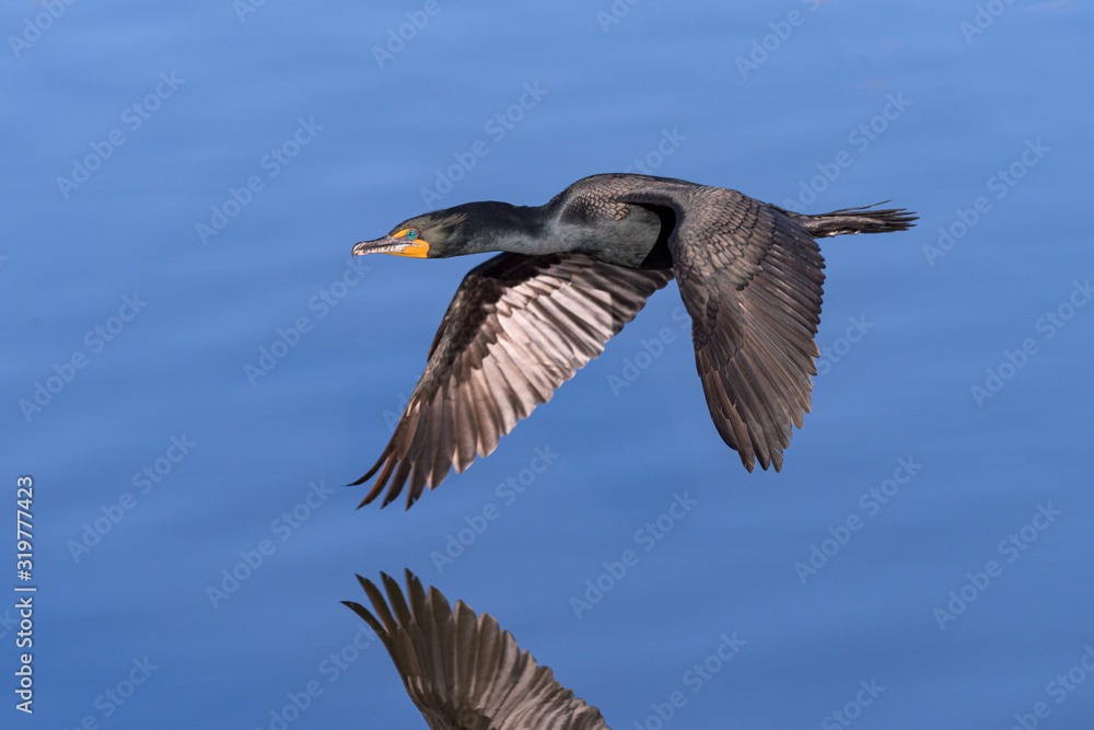 North American Wildlife. Double-crested cormorant in flight above a clear blue lake. North American Wildlife. Double-crested cormorant in flight above a clear blue lake.
