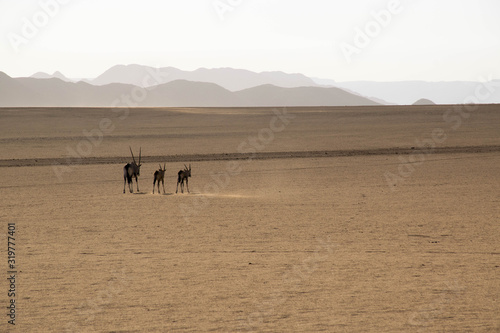 Oryx familie with two kids in the dry namib desert in Namibia.