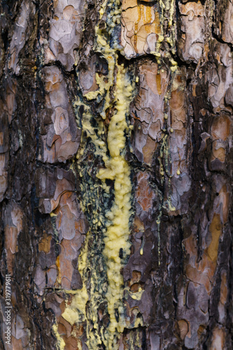 Amber resin sap flows in streams along the bark of pine.