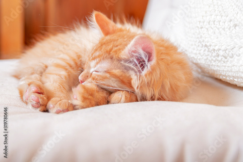 Fototapeta Naklejka Na Ścianę i Meble -  Red striped kitten sleeping with his head on his paws.