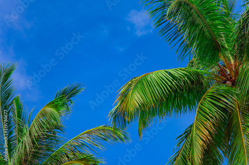 Green fresh bright coconut top palm leaves