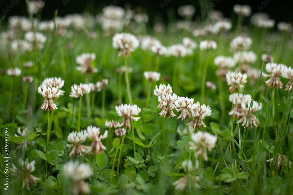 Closeup of the blossoms of white clover in a meadow Closeup of the blossoms of white clover in a meadow