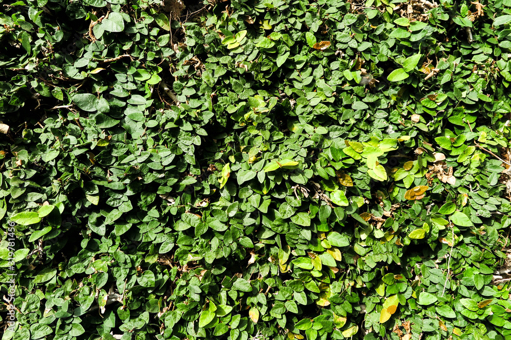 Fundo com hera , ivy Background Fundo com hera , ivy Background