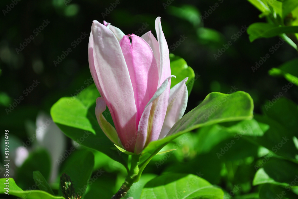 Soft pink magnolia soulangeana (saucer magnolia) flower, close up detail side view, soft dark green blurry leaves background