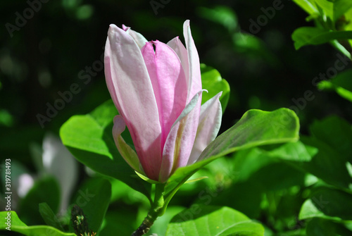 Soft pink magnolia soulangeana  saucer magnolia  flower  close up detail side view  soft dark green blurry leaves background