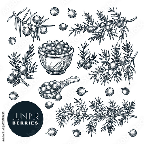 Juniper berries, sketch vector illustration. Spice, aromatherapy, natural herbal medicine coniferous plant