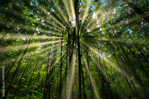 sun rays in green spring forest 