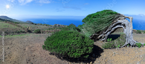 Insel El Hierro - alter gebogener Wacholderbaum mit Wacholderbusch im Sonnenschein vor der Kulisse des Atlantischen Ozeans photo
