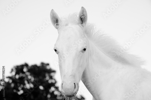 White foal horse close up for young farm animal portrait.