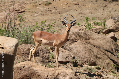 Junges Impala Männchen 3960