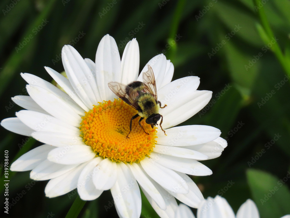 Flowers in a park on Mackinac Island, Michigan