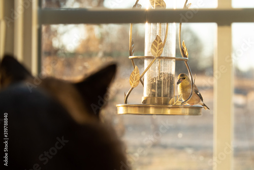 Photography Goldfinch in winter plumage at bird feeder eating sunflower seeds, while a cat i