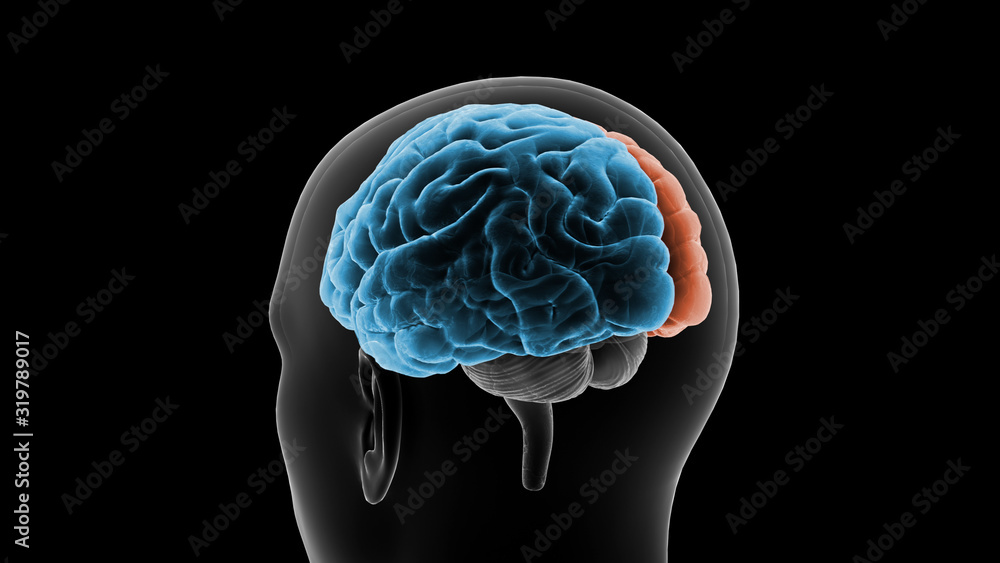 Brain head human mental idea mind 3D illustration background Brain head human mental idea mind 3D illustration background
