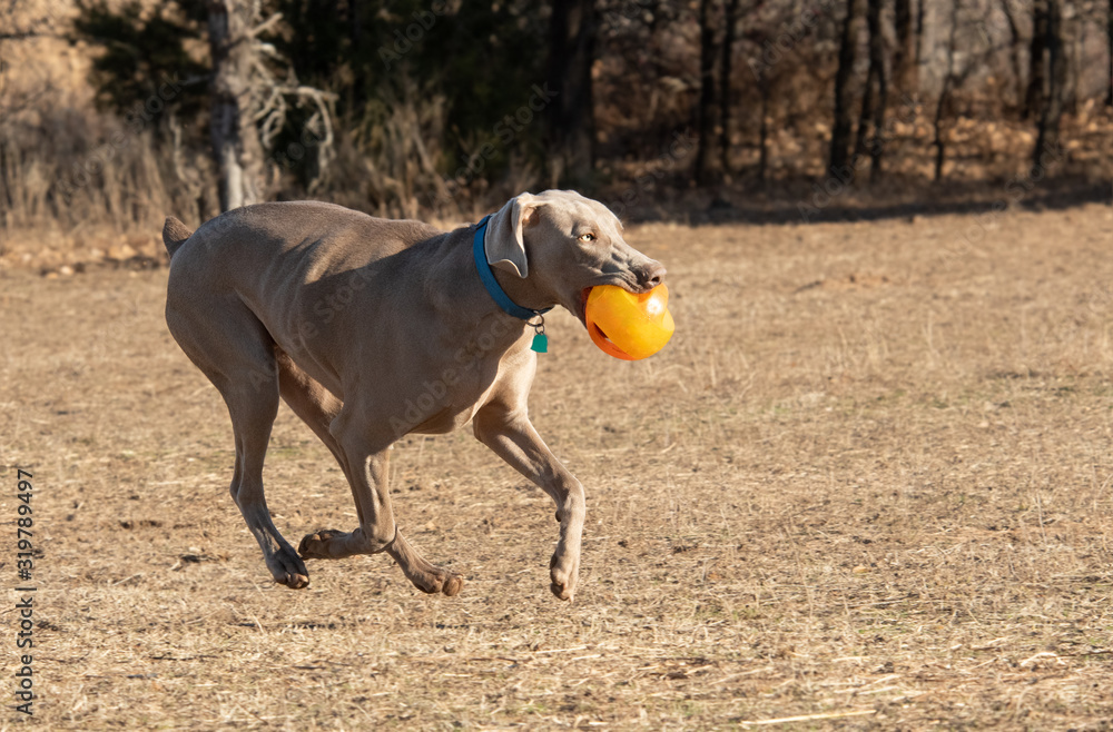 Weimaraner dog running, carrying an orange ball while playing outdoors