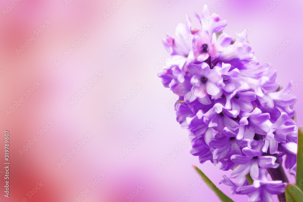 Lilac hyacinth on a light blurred background, suitable for postcards and greetings Lilac hyacinth on a light blurred background, suitable for postcards and greetings