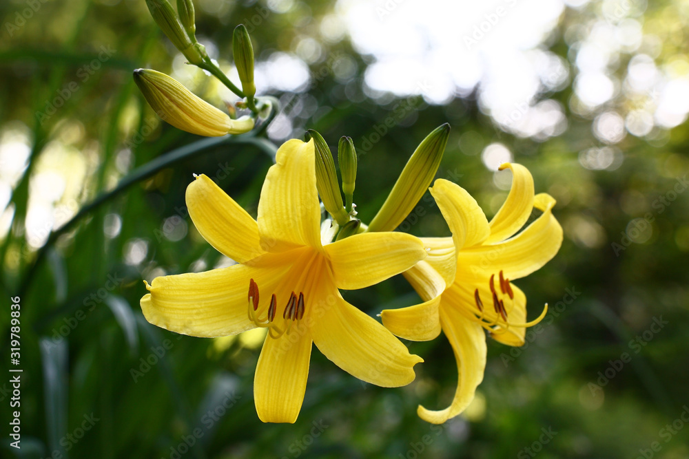 On hemerocallis runaway there are not opened buds and yellow flowers. On hemerocallis runaway there are not opened buds and yellow flowers.