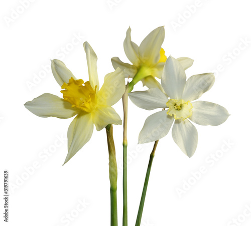 three white Narcissus flowers isolated white background