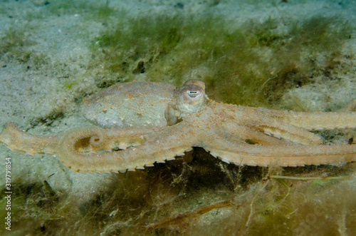 Atlantic Longarm Octopus hunting along the ocean bottom photo