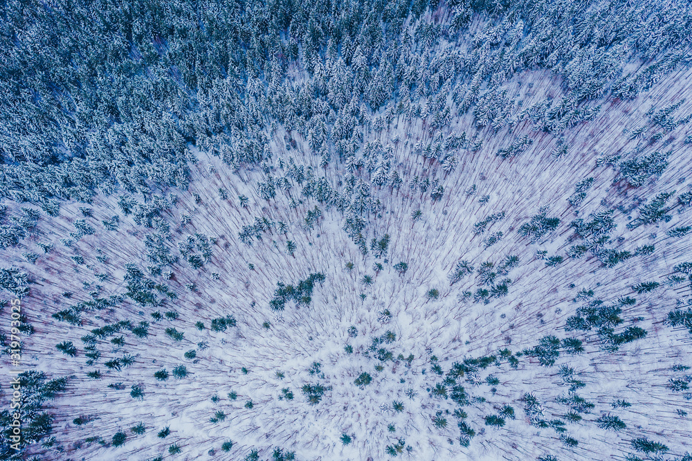Aerial shot of frozen pine trees in winter. Aerial shot of frozen pine trees in winter.
