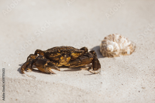Closeup of Crab and Seashell on a Beach Outdoors