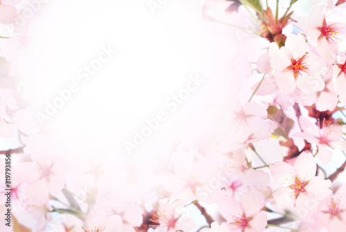 Spring blossom springtime cherry bloom  bokeh flower background  pastel and soft floral card  selective focus  shallow DOF  toned