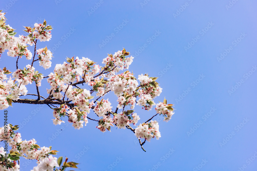 apple blossoms in spring on the sky background. Beautiful Apple blossoms. apple blossoms in spring on the sky background. Beautiful Apple blossoms.