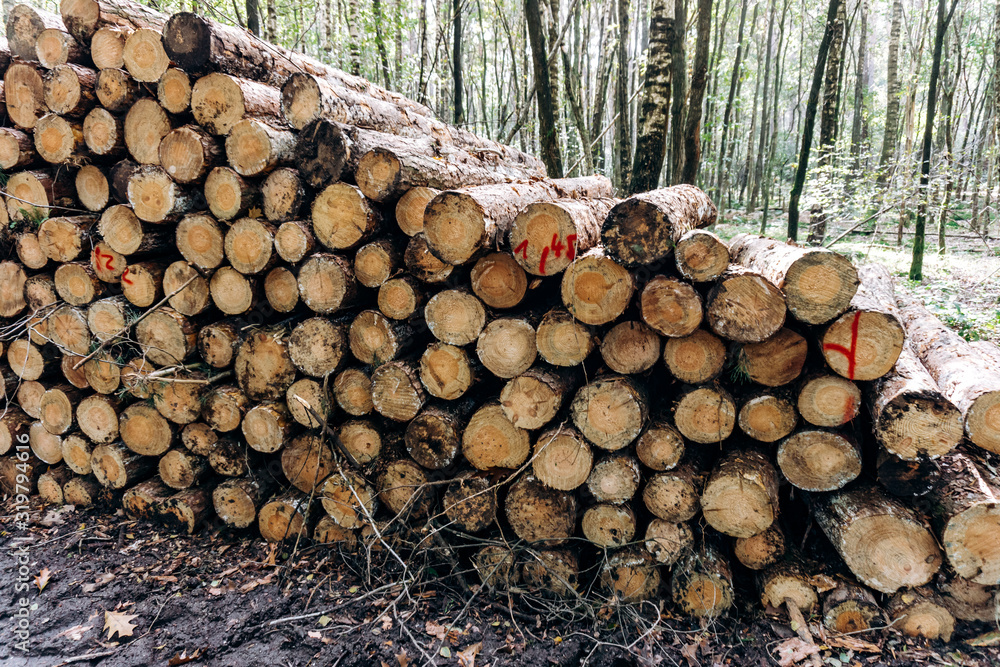 Freshly cut logs in a Pine forest, stacked