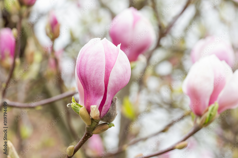 Obraz premium Magnolie Blüte Frühling