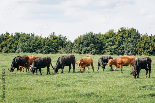 Dairy cows grazing in the meadow. Cows graze on the green grass. © EwaStudio