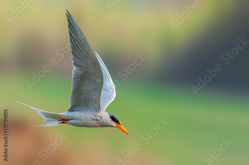 A river tern is flying against a smooth background