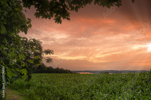 a green corn field in summer in the sunset