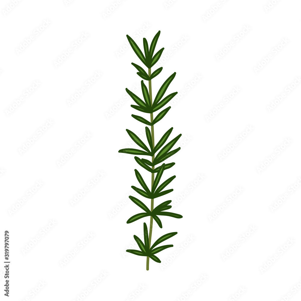 rosemary doodle icon, vector illustration rosemary doodle icon, vector illustration