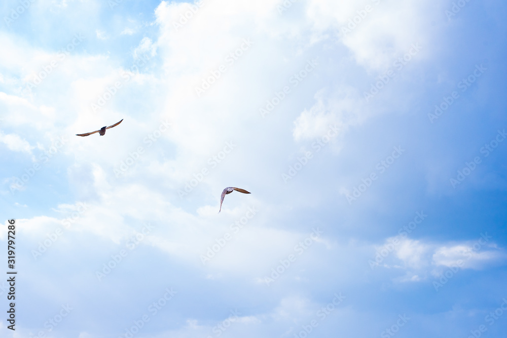 Fototapeta premium TWO BIRDS FLYING