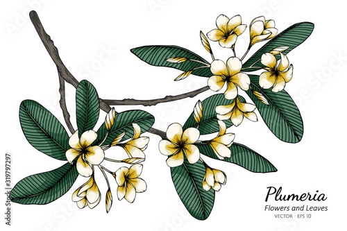 Plumeria flower and leaf drawing illustration with line art on white backgrounds.