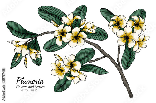 Plumeria flower and leaf drawing illustration with line art on white backgrounds.