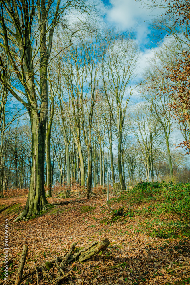 Forest Deep In Mountain. Forest Landscape Forest Deep In Mountain. Forest Landscape