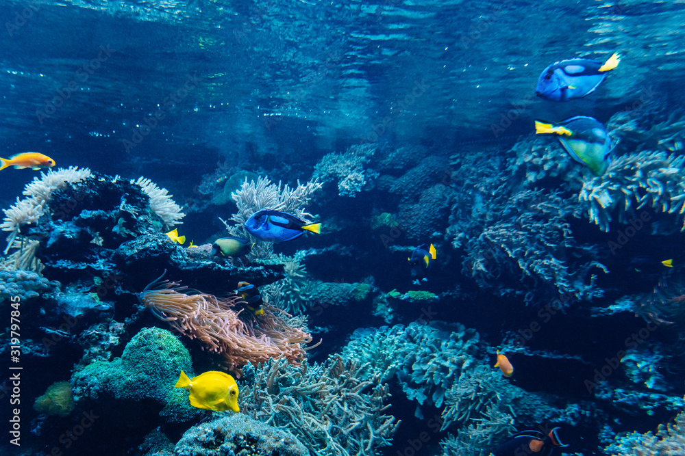 Obraz premium Colorful underwater offshore rocky reef with coral and sponges and small tropical fish swimming by in a blue ocean